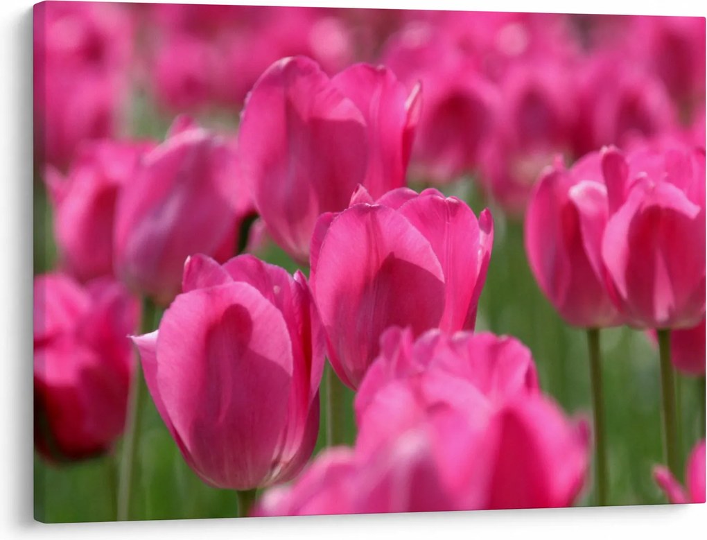 Obraz - Ružové tulipány (70x50 cm)