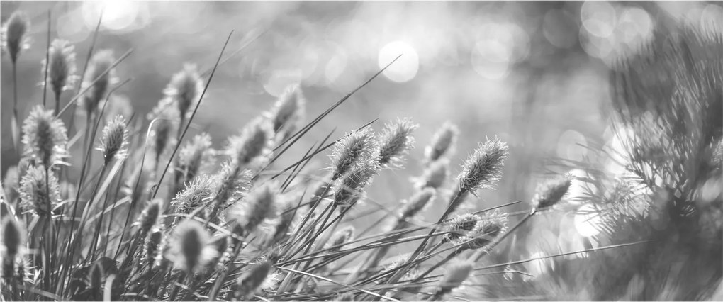 Obraz - Béžová soft grass N⁰1 (120x50 cm)