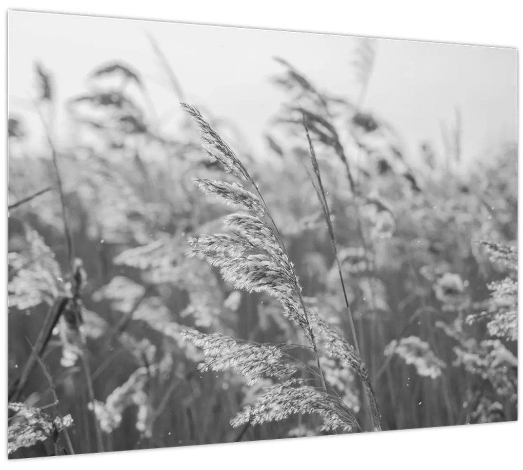 Obraz - Tráva vo vetre (70x50 cm)
