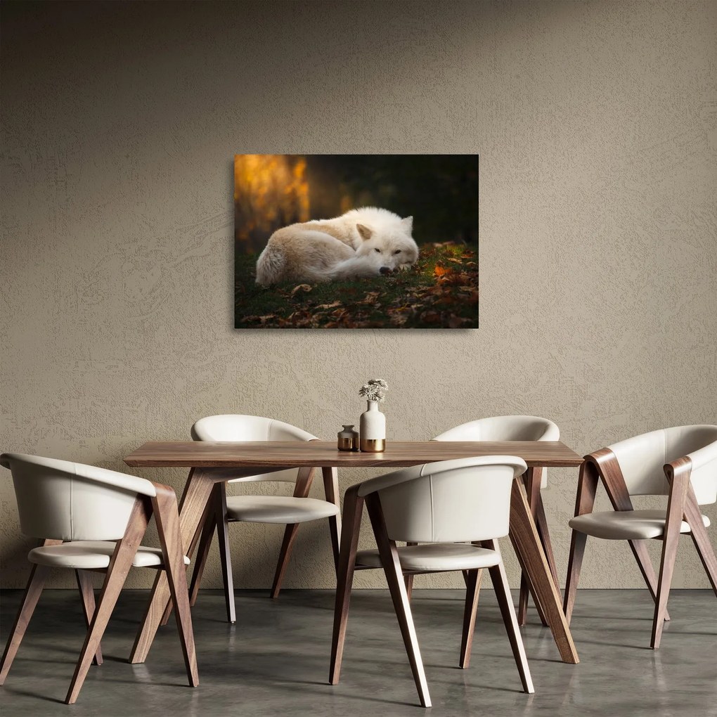 Sklenený obraz - Odpočívajúci vlk (70x50 cm)