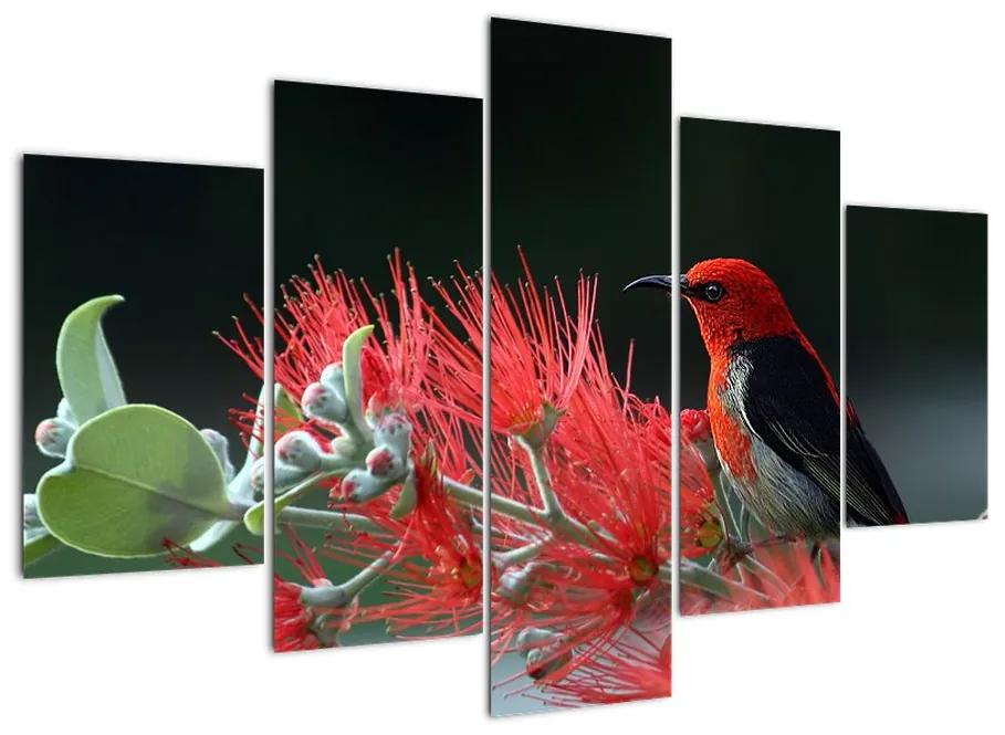 Obraz vtákov - červená