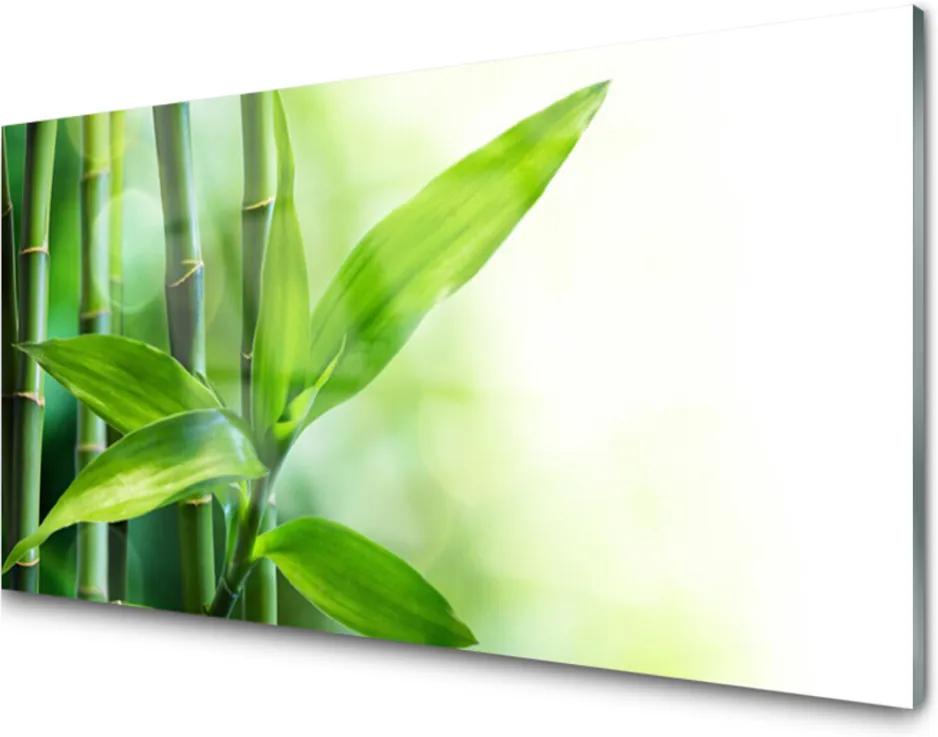 Plexisklo obraz Bambus list rostlina příroda
