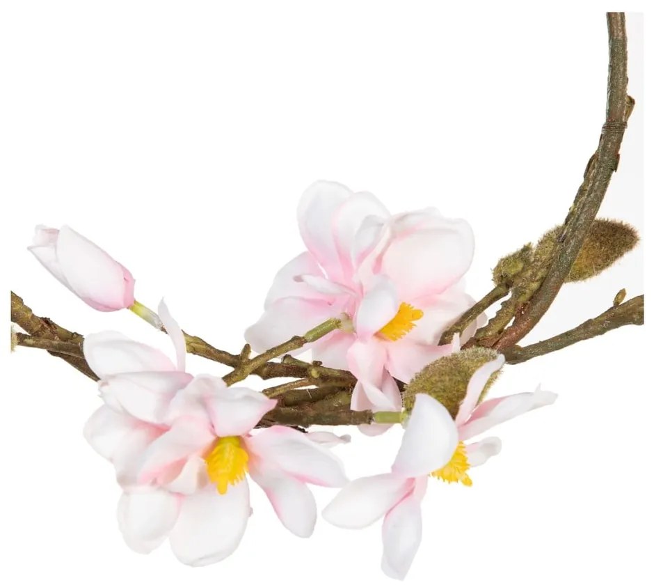 Veniec Magnolia – Ixia