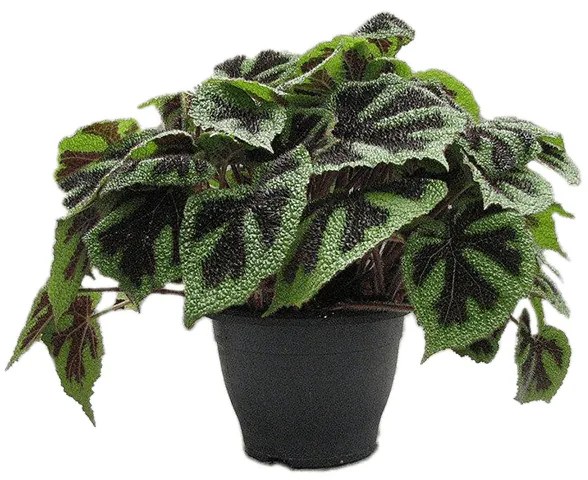 Begonia masoniana 'Iron Cross' 26x40 cm