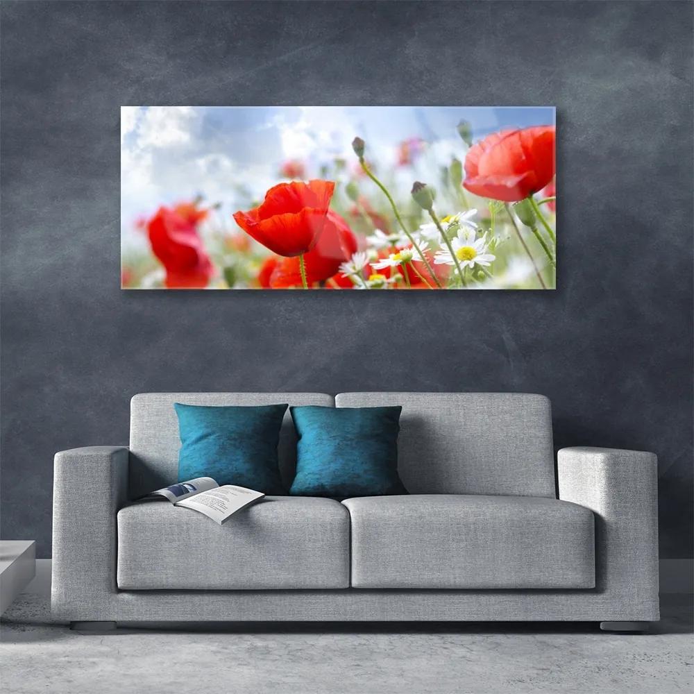 Obraz plexi Maky sedmokrásky kvety 125x50 cm