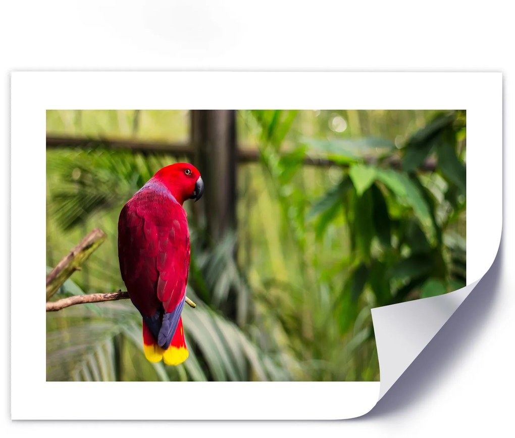 Gario Plagát Papagáj z raja Farba rámu: Bez rámu, Rozmery: 60 x 40 cm