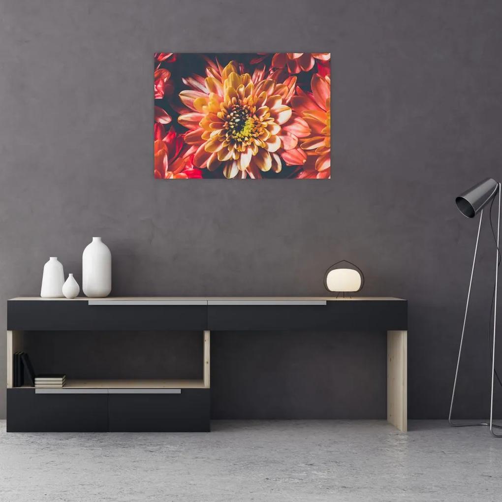Sklenený obraz - Chryzantémy (70x50 cm)