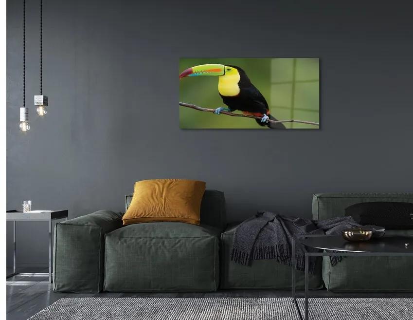 Sklenený obraz Farebné papagáj na vetve 125x50 cm