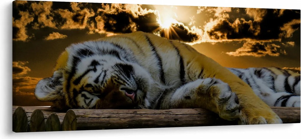 Obraz spiaceho tigra (120x50 cm)