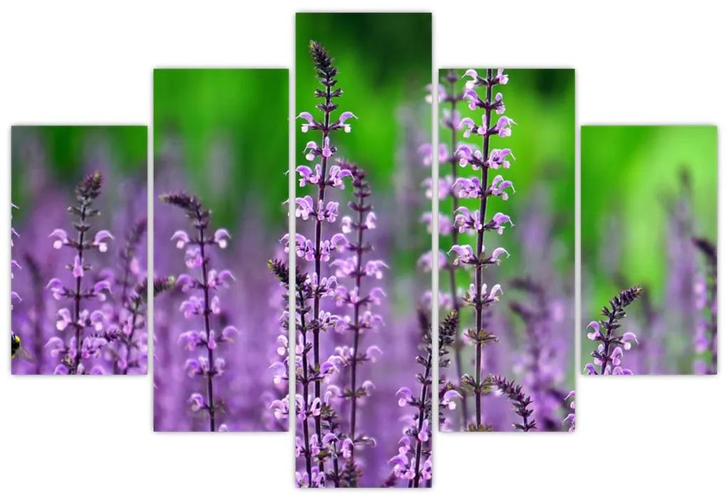 Obraz fialových lúčnych kvetov (150x105 cm)
