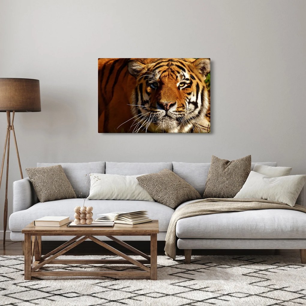 Obraz tigra (90x60 cm)