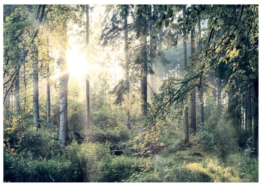 Artgeist Fototapeta - Tales of a Forest Veľkosť: 100x70, Verzia: Premium