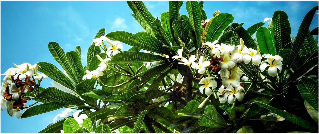Obraz - Plumeria (120x50 cm)