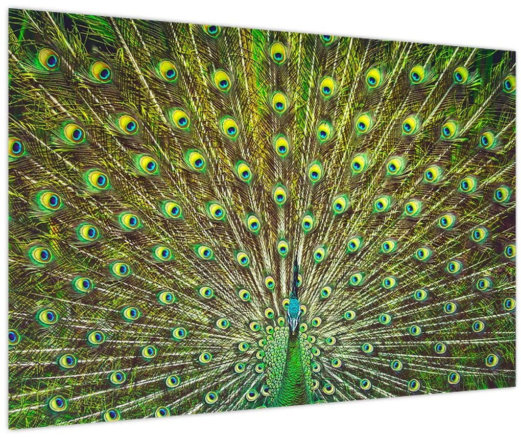 Obraz - Páv (90x60 cm)
