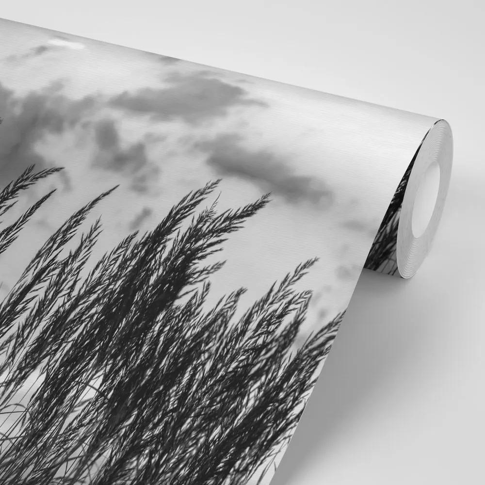 Fototapeta tráva v čiernobielom prevedení - 450x300
