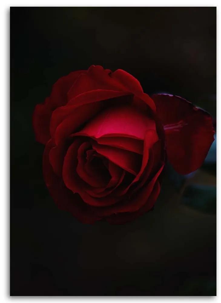 Obraz na plátně Červená růže Květina Příroda - 40x60 cm