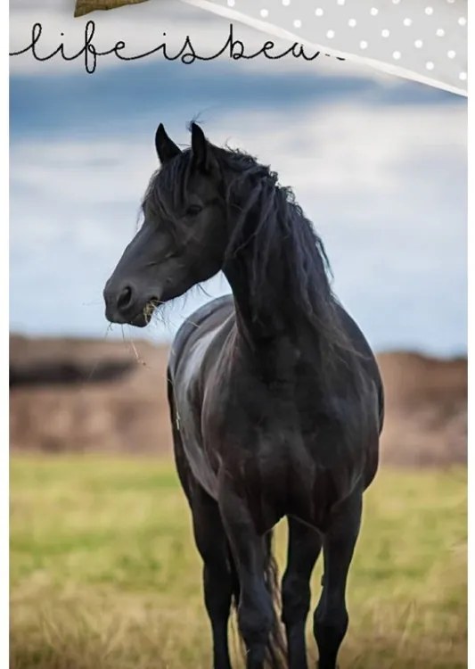 Bavlnené obliečky Čierny Mustang 140x200/70x90 cm