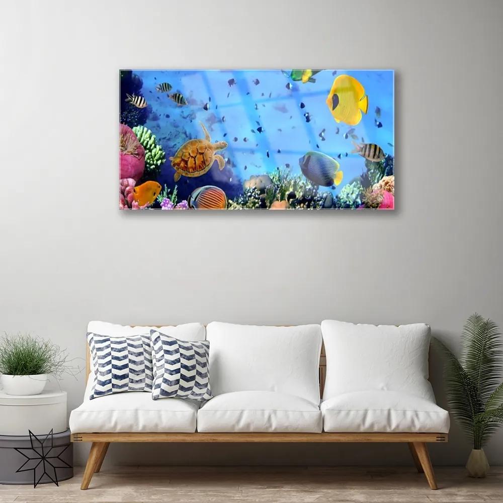 Obraz na skle Koralový útes ryba príroda 120x60 cm