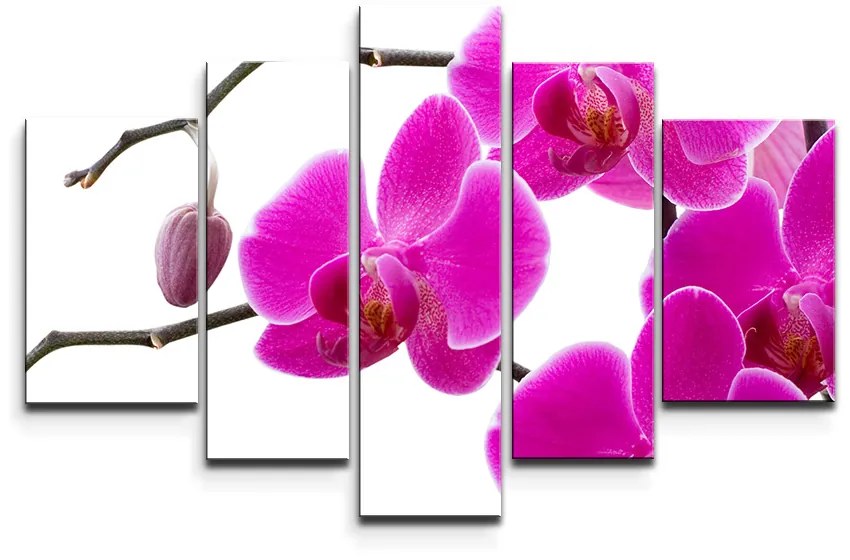 Sablio Obraz - 5-dílný Fialové Orchidey - 125x90 cm