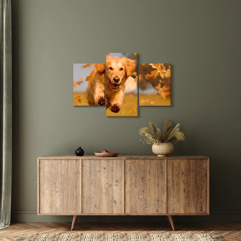 Obraz - Zlatý retriever (90x60 cm)