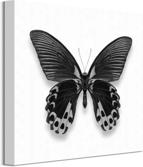 Obraz na plátne Čierny motýľ Fennell Alyson 40x40cm WDC101140