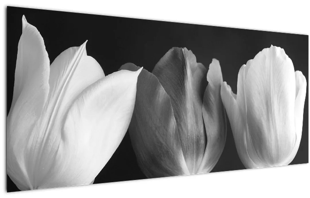 Obraz - Čiernobiele kvety tulipánov (120x50 cm)