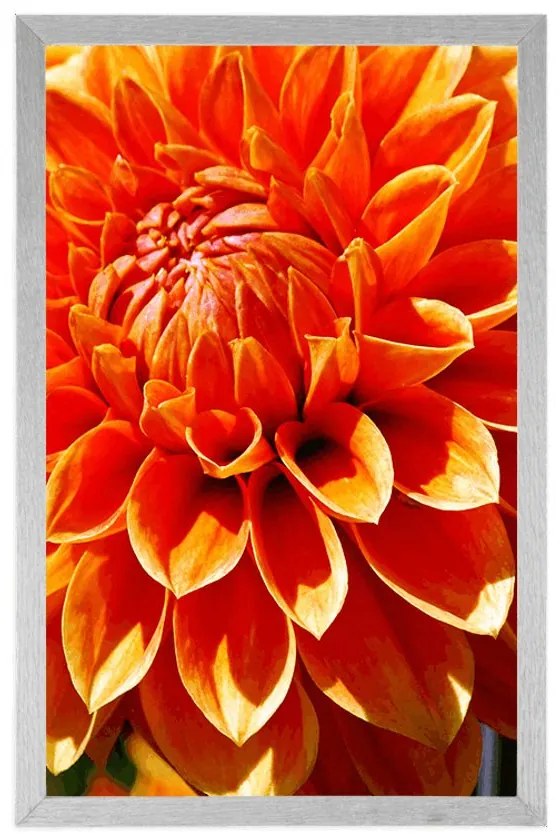 Plagát oranžová dália - 60x90 black