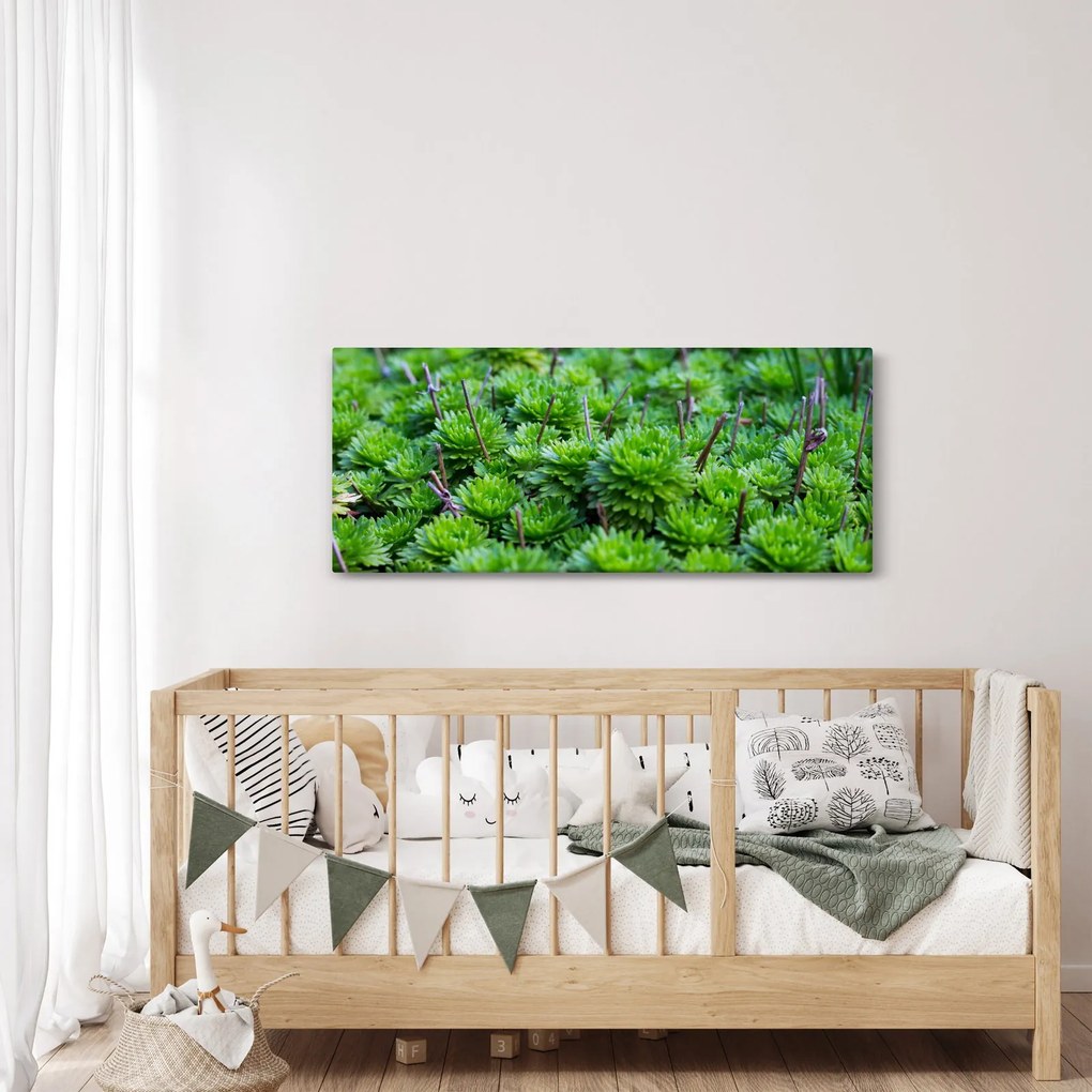Obraz sukulentov (120x50 cm)