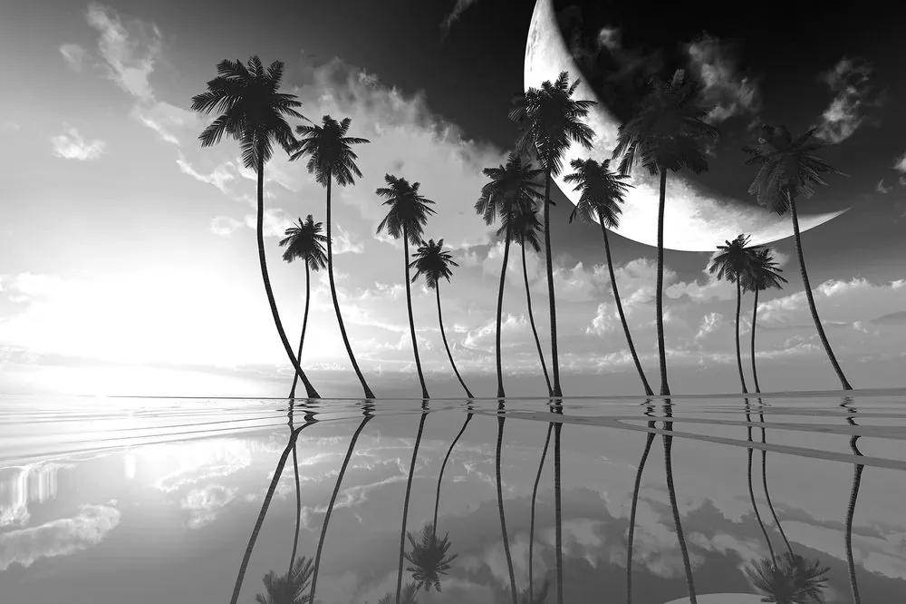 Samolepiaca tapeta čiernobiele tropické palmy - 375x250