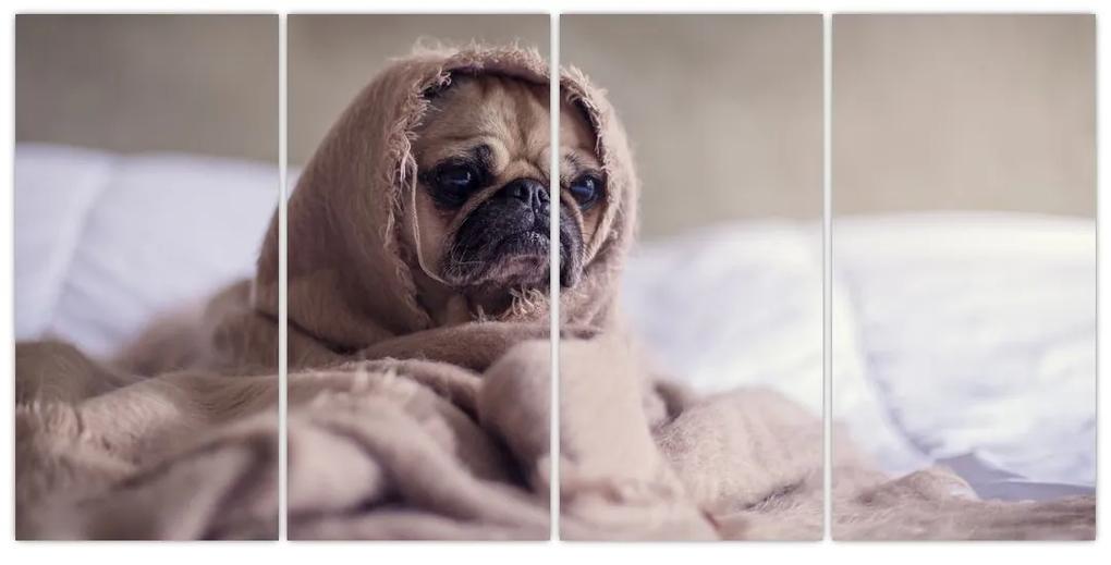 Obraz - pes v deke