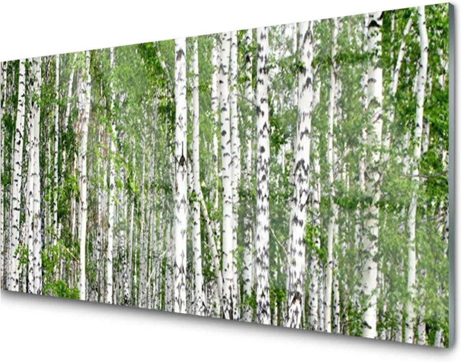 Obraz na skle Breza Les Stromy Príroda
