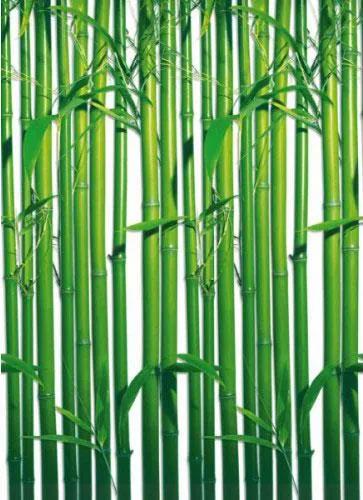 Fototapety, rozmer 183 x 254 cm, bambus, W+G 421
