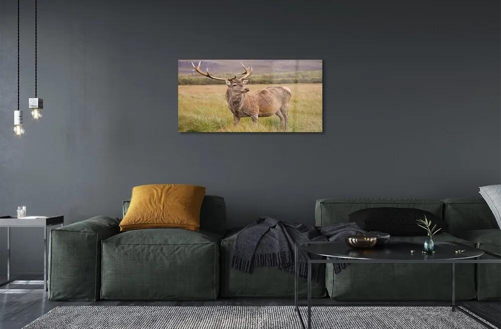 Sklenený obraz poľné jeleň 100x50 cm