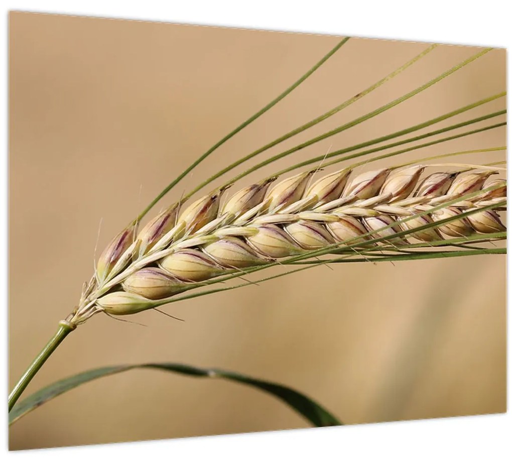 Obraz - Pšenica (70x50 cm)