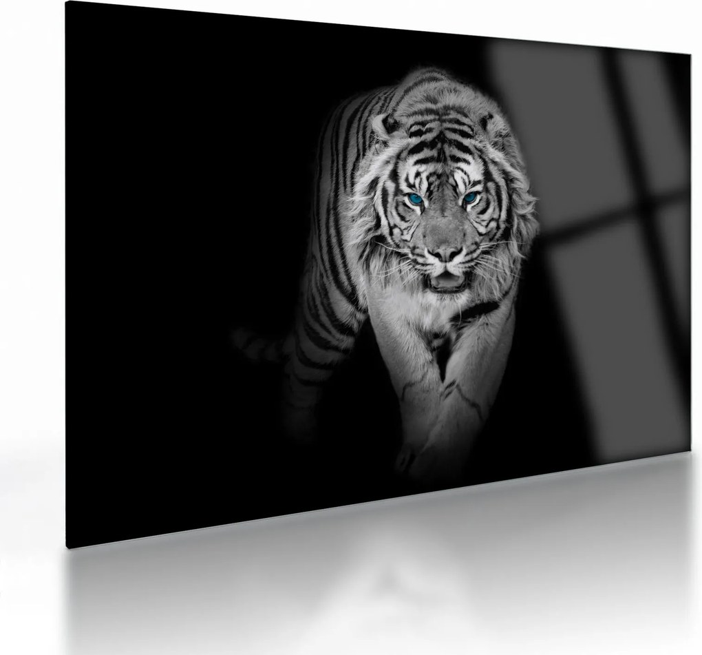 Sklenený obraz - Tiger s modrými očami (70x50 cm)