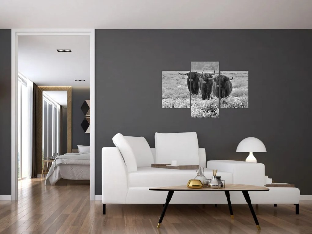 Obraz - Škótske kravy (90x60 cm)