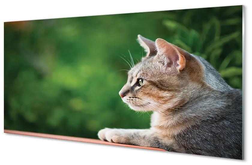 Obraz na akrylátovom skle Vyzerajúci mačka 125x50 cm