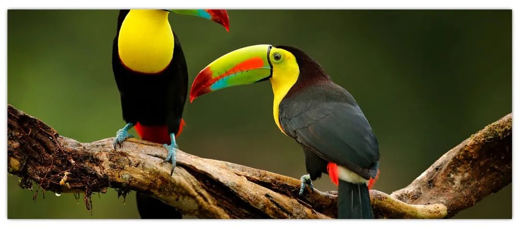 Obraz sediacich tukanov, Costa Rica (120x50 cm)