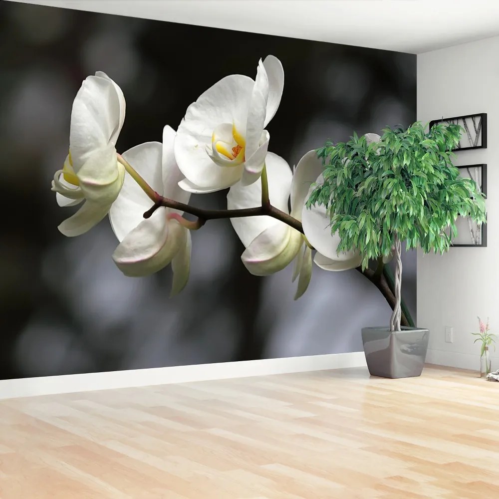 Fototapeta Vliesová Biela orchidea 312x219 cm