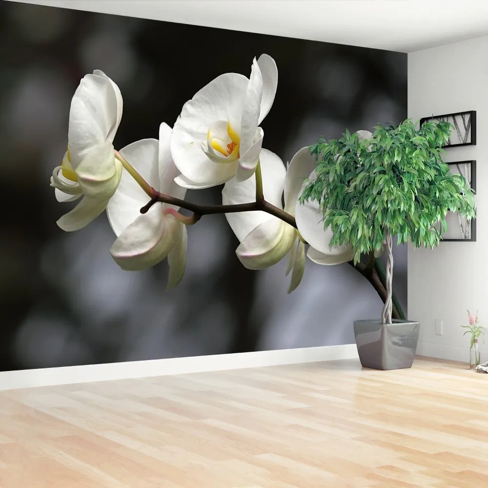 Fototapeta Vliesová Biela orchidea 416x254 cm