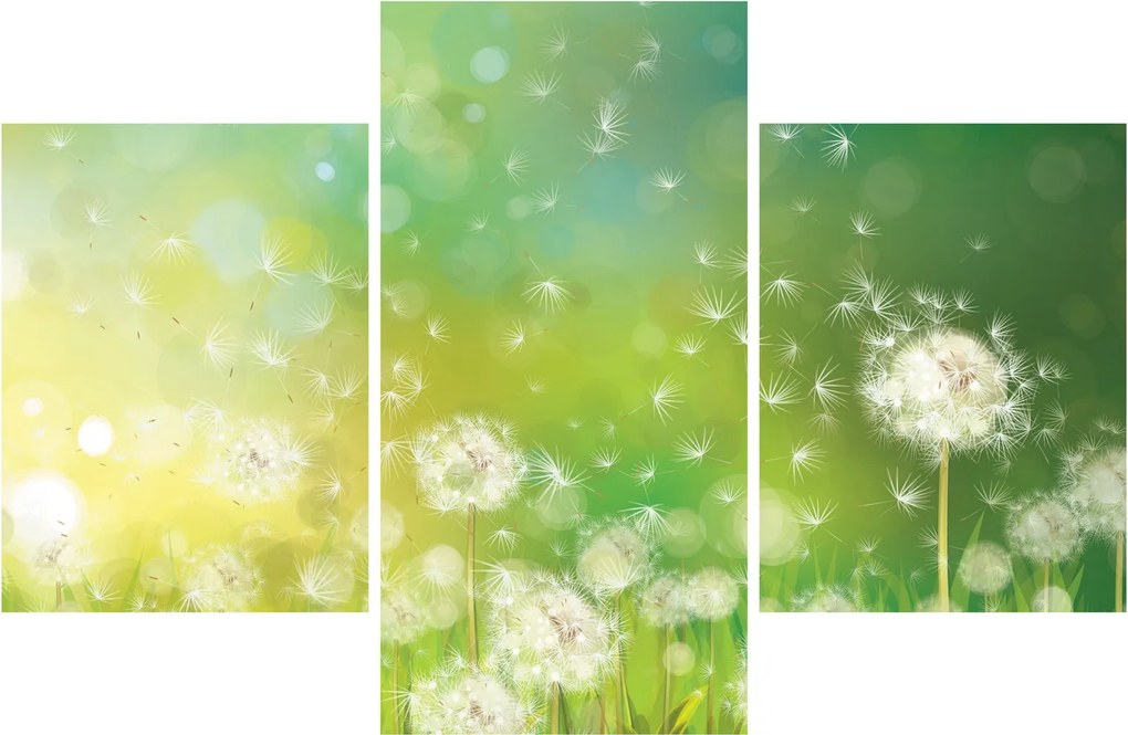 Obraz - Odkvitnuté púpavy (90x60 cm)