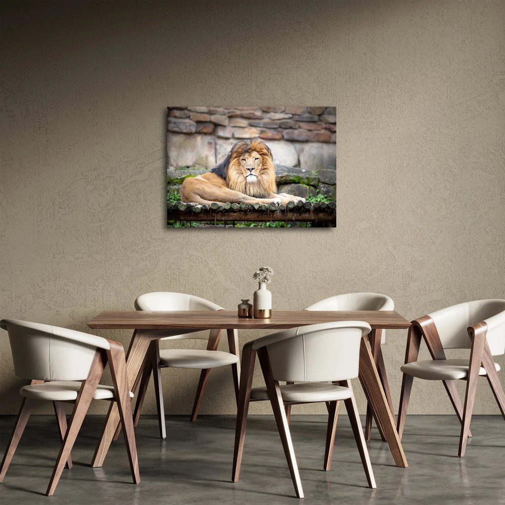 Obraz leva (70x50 cm)