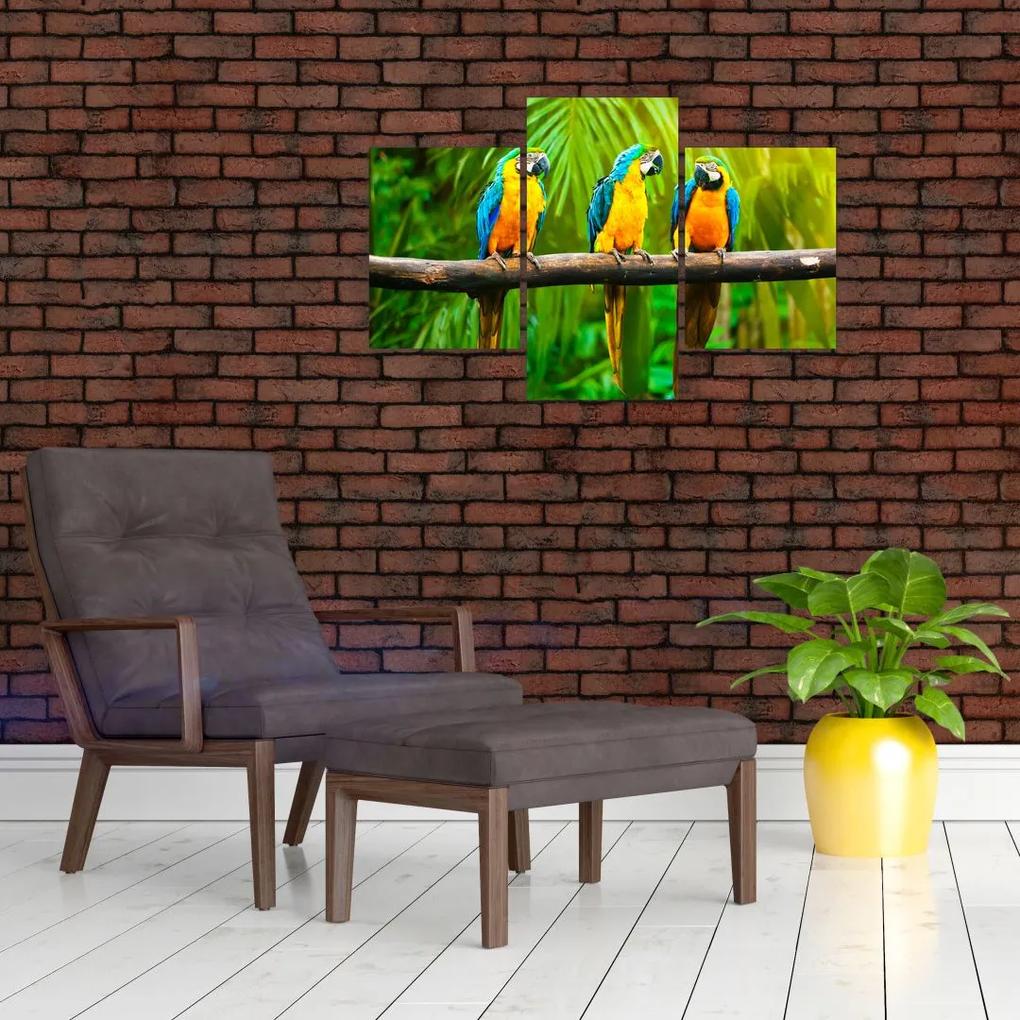 Moderný obraz - papagáje