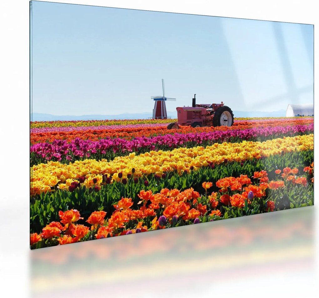 Sklenený obraz tulipánové farmy (70x50 cm)