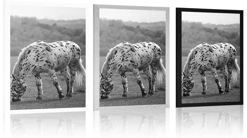 Plagát kôň na lúke v čiernobielom prevedení - 40x60 silver