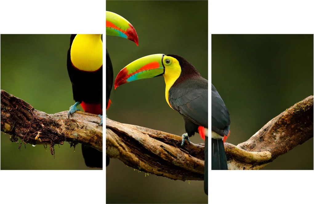 Obraz sediacich tukanov, Costa Rica (90x60 cm)