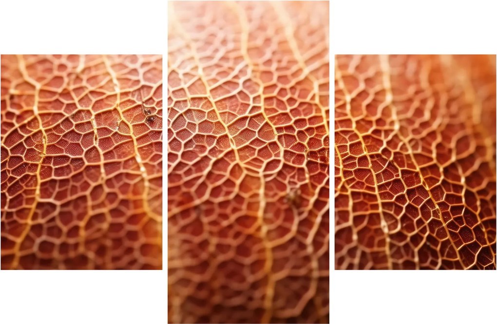 Obraz - Detail textúry (90x60 cm)