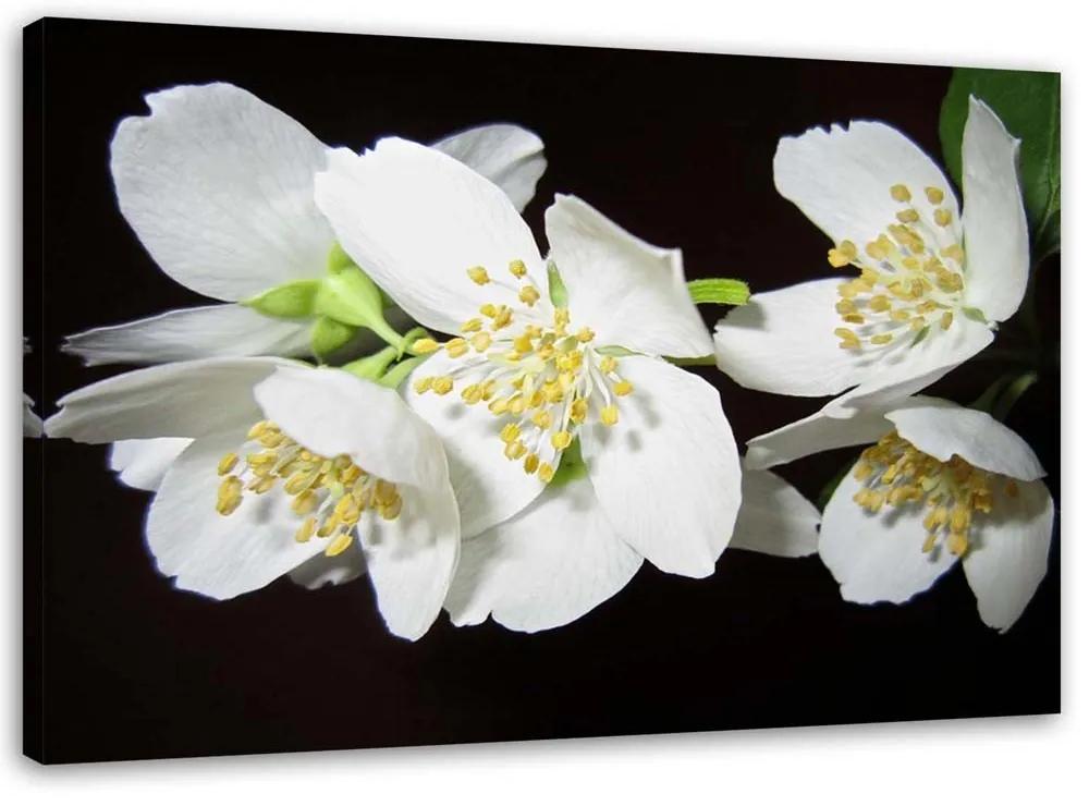 Obraz na plátně Jasmín Květina Příroda - 60x40 cm