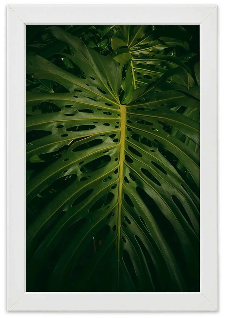Gario Plagát Monstera - list z prírody Farba rámu: Bez rámu, Rozmery: 70 x 100 cm