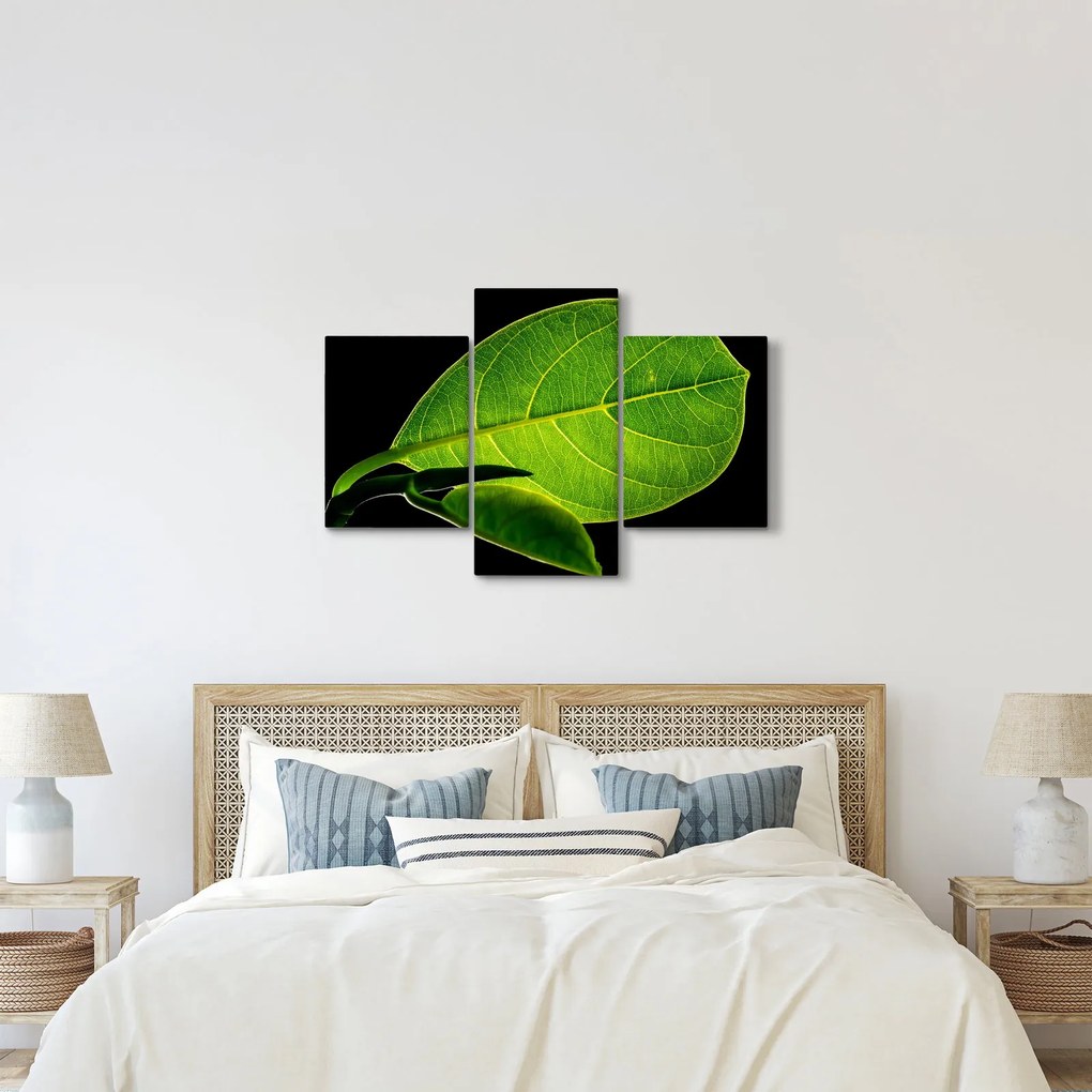 Obraz - zelený list (90x60 cm)